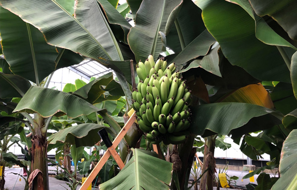 写真：ドリームバナナ栽培風景